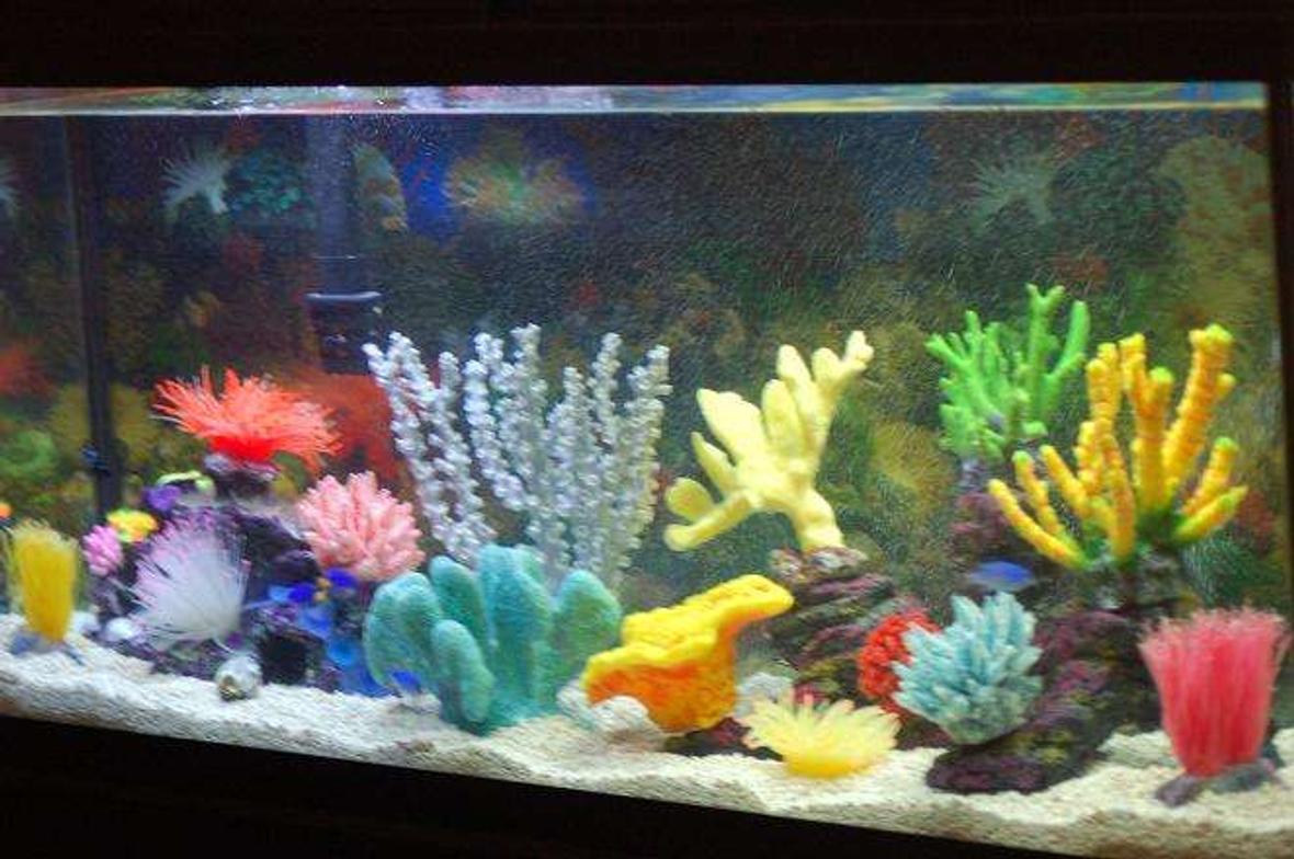 55 gallons saltwater fish tank (mostly fish, little/no live coral) - Better Picture of My tank