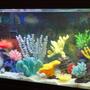 55 gallons saltwater fish tank (mostly fish, little/no live coral) - Better Picture of My tank