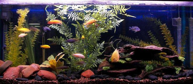 55 gallons freshwater fish tank (mostly fish and non-living decorations) - African Cichlids, 55 gal, lake rock and if you look close enough there are babies