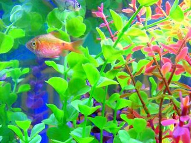 freshwater fish - puntius conchonius - rosy barb stocking in 20 gallons tank - Mr. Rosie