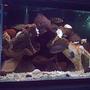 50 gallons freshwater fish tank (mostly fish and non-living decorations) - new pics I tried to delete my old one but no go,I suppose it will serve to compare the two rock formations and peoples oppinions.