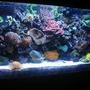 55 gallons reef tank (mostly live coral and fish) - 55 Gallon mixed reef tank