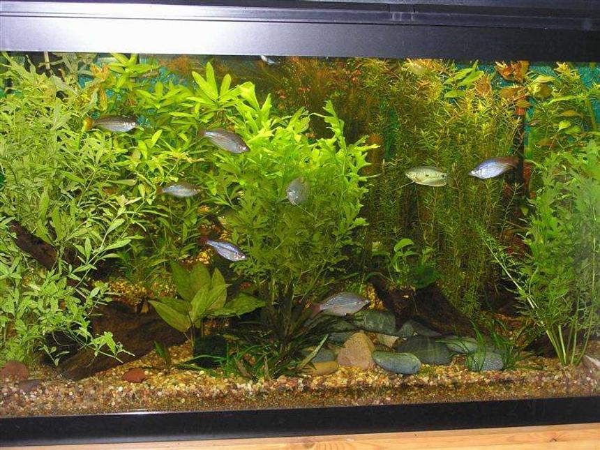 Rated #57: 90 Gallons Planted Tank - My 90g planted tank with gouramis, rainbows, clown loaches, zebra loaches, weather loaches, red-tail black shark, rubbernose pleco and some otos.