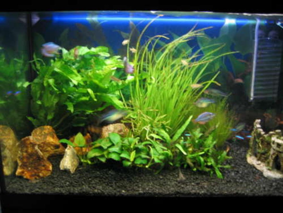 30 gallons planted tank (mostly live plants and fish) - My first tank with obligatory castle.