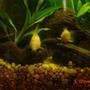 freshwater fish - brochis multiradiatus - brochis cory cat stocking in 20 gallons tank - Its my Catfish Racing