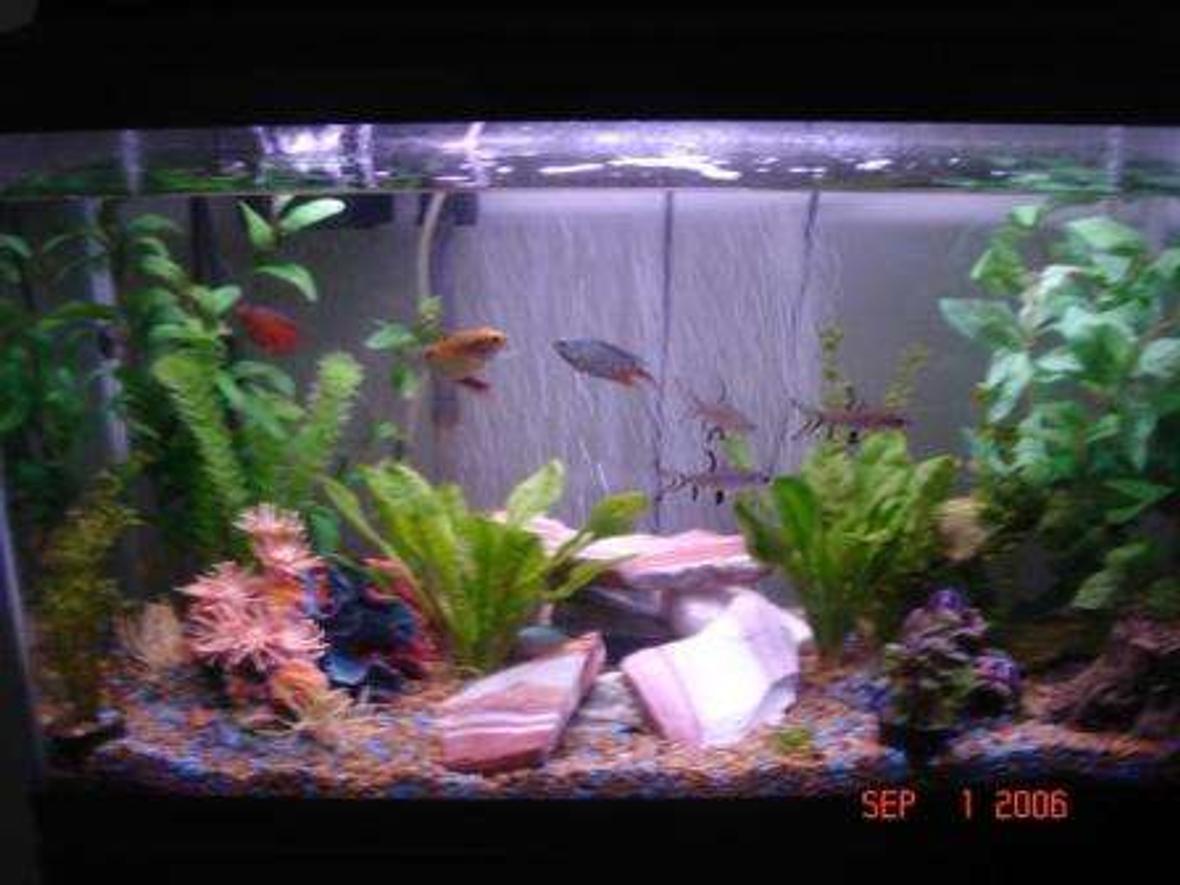 30 gallons freshwater fish tank (mostly fish and non-living decorations) - 30 Gall freshwater: 3 Bala Sharks, 2 Red Tail Sharks, 4 Gouramis, 2 Paradise Fish, 2 Clown Loaches, 1 Ram Cichlid, 2 Iridescent Sharks