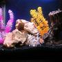 30 gallons freshwater fish tank (mostly fish and non-living decorations) - Lake Malawi Tank