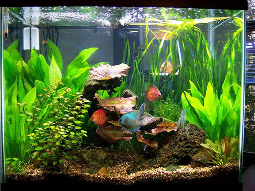 Rated #47: 56 Gallons Planted Tank - 56 gallon column discus tank