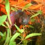 freshwater fish - betta splendens - betta - male stocking in 20 gallons tank - betta