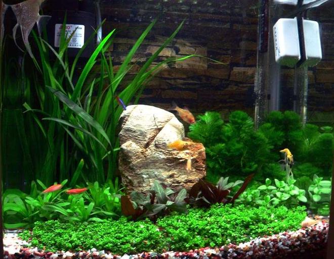 50 gallons planted tank (mostly live plants and fish) - Our little Jebo tank.