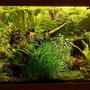 planted tank (mostly live plants and fish) - Aquarium 150 x 60 x 50 /// Filter... external, foam, 4,5 galons /// Light ... 6 x 36 watt /// CO2 ... yeast + sugar /// UV sterilization ... DeBary 15 watt ///