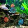freshwater fish - symphysodon sp. - royal red discus stocking in 56 gallons tank - Assorted Discus