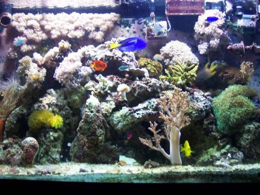 Rated #68: 94 Gallons Reef Tank - 95 gallon tank
