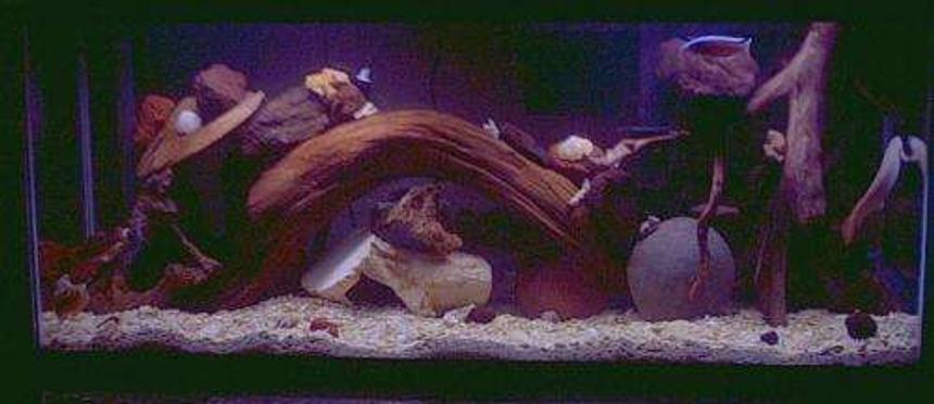 Rated #142: 60 Gallons Freshwater Fish Tank - malawi tank with a bichir