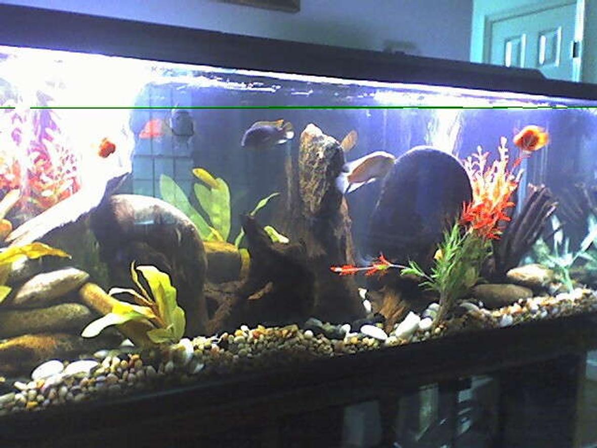 125 gallons freshwater fish tank (mostly fish and non-living decorations) - NEW PIC OF CICHLID TANK