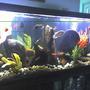 125 gallons freshwater fish tank (mostly fish and non-living decorations) - NEW PIC OF CICHLID TANK