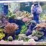 240 gallons reef tank (mostly live coral and fish) - reef