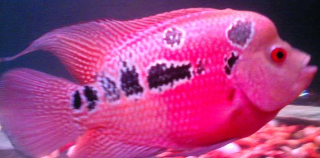 freshwater fish - cichlasoma sp. - flower horn cichlid stocking in 50 gallons tank - 6 months male red dragon - my first collection