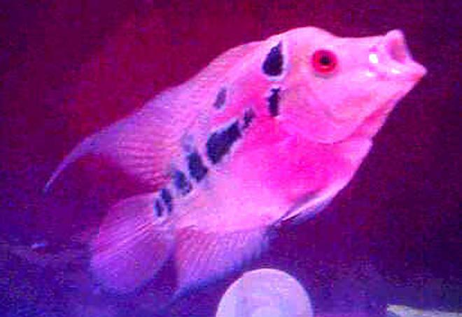 freshwater fish - cichlasoma sp. - flower horn cichlid stocking in 50 gallons tank - My Bucola - male red dragon at 5 months 15 gal. tank
20 watts pink bulb