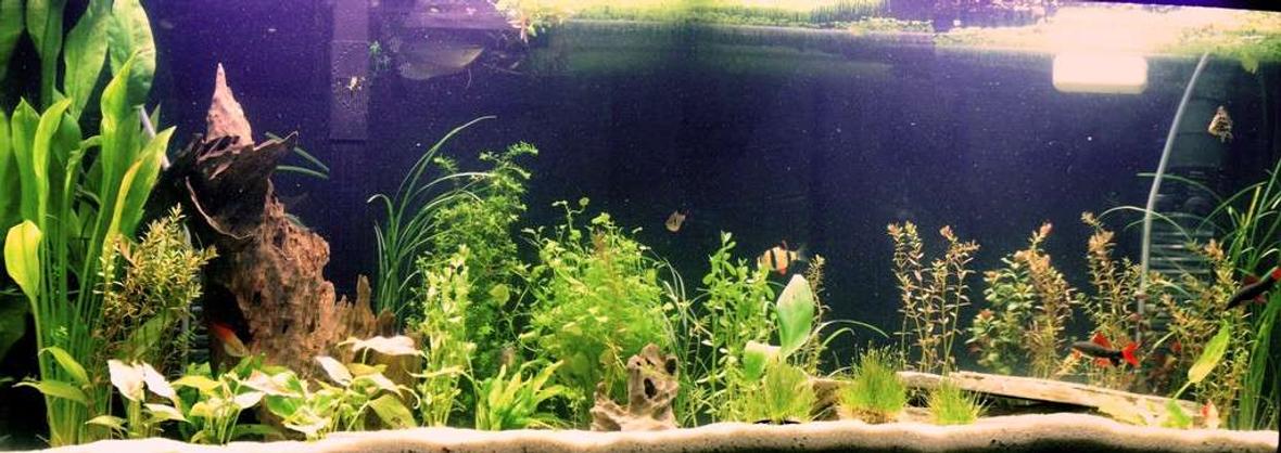 55 gallons planted tank (mostly live plants and fish) - My 55 Gallon Planted Tank. Just redid the whole thing. Waiting for everything to fill in.