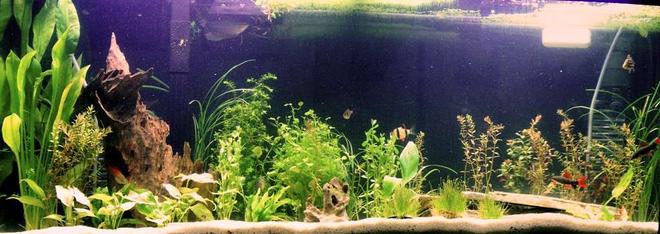 55 gallons planted tank (mostly live plants and fish) - My 55 Gallon Planted Tank. Just redid the whole thing. Waiting for everything to fill in.