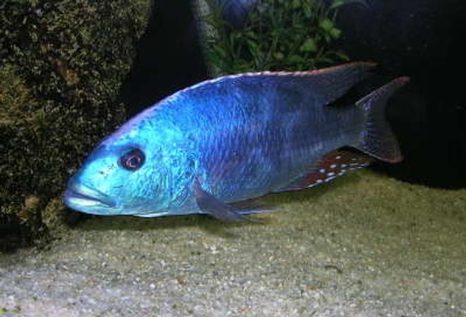 freshwater fish - nimbochromis fuscotaeniatus - fusco stocking in 60 gallons tank - fusco 9"