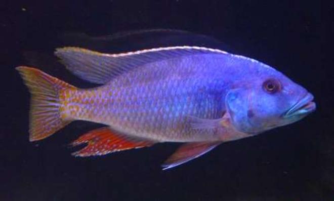 freshwater fish - nimbochromis fuscotaeniatus - fusco stocking in 60 gallons tank - fusco2 9"