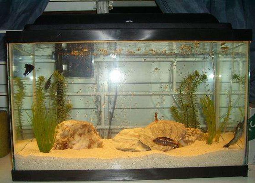 Rated #396: 10 Gallons Freshwater Fish Tank - currenlty in my tank are cichlid, tiger barb, craw fish, algae eater and a half beak, i had 2 bettas; a male and female, i had to take them out becasue of the cichlid....im hoping to get a black ghost soon too,