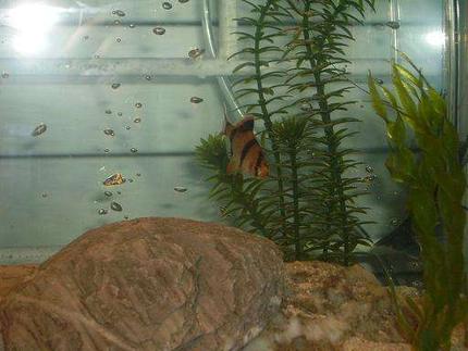freshwater fish - puntius tetrazona - tiger barb stocking in 10 gallons tank - tiger barb