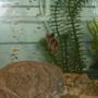 freshwater fish - puntius tetrazona - tiger barb stocking in 10 gallons tank - tiger barb