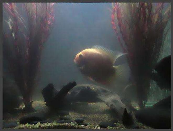 freshwater fish - heros serverus - gold severum stocking in 75 gallons tank - Gold Severum