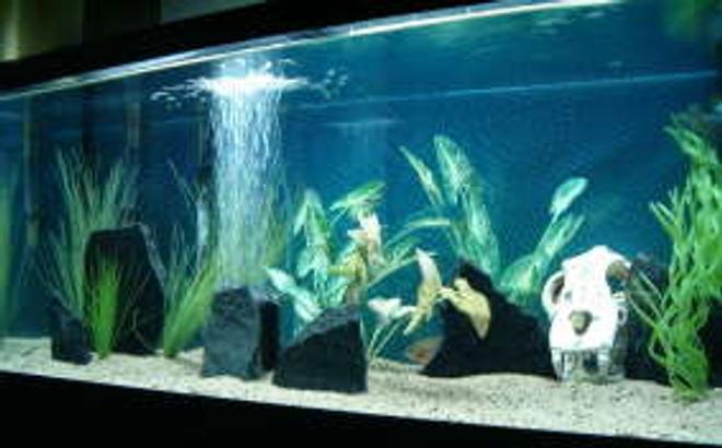 75 gallons freshwater fish tank (mostly fish and non-living decorations) - 75g. w/ juvi. black piranha