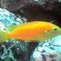 freshwater fish - pseudotropheus estherae - red zebra cichlid stocking in 50 gallons tank - yellow prince