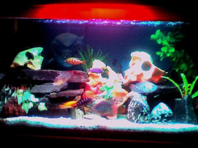 50 gallons freshwater fish tank (mostly fish and non-living decorations) - 50 gal.
overhead filter, air bubbles, fake plants, skull stones, garden rocks, 5 colors sand.
Fishes are escondido, 1 white cichlid, blue jewel, 5 colors peacock, surinamensis, tangerine, yellow prince, malari, green ceverum, 3 parrots, jacob, red peacock, blue dolphin, venustus, lanisticola and a pleco.
