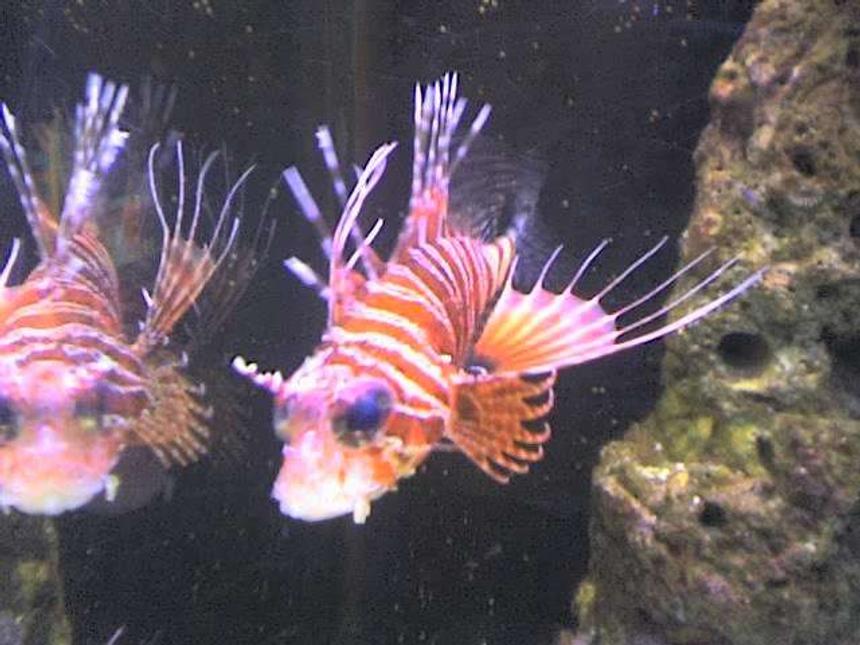 Rated #45: Saltwater Fish - Pterois Antennata - Antennata Lionfish Stocking In 90 Gallons Tank - Leofish
