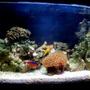 5 gallons saltwater fish tank (mostly fish, little/no live coral) - my 5 gallon updated