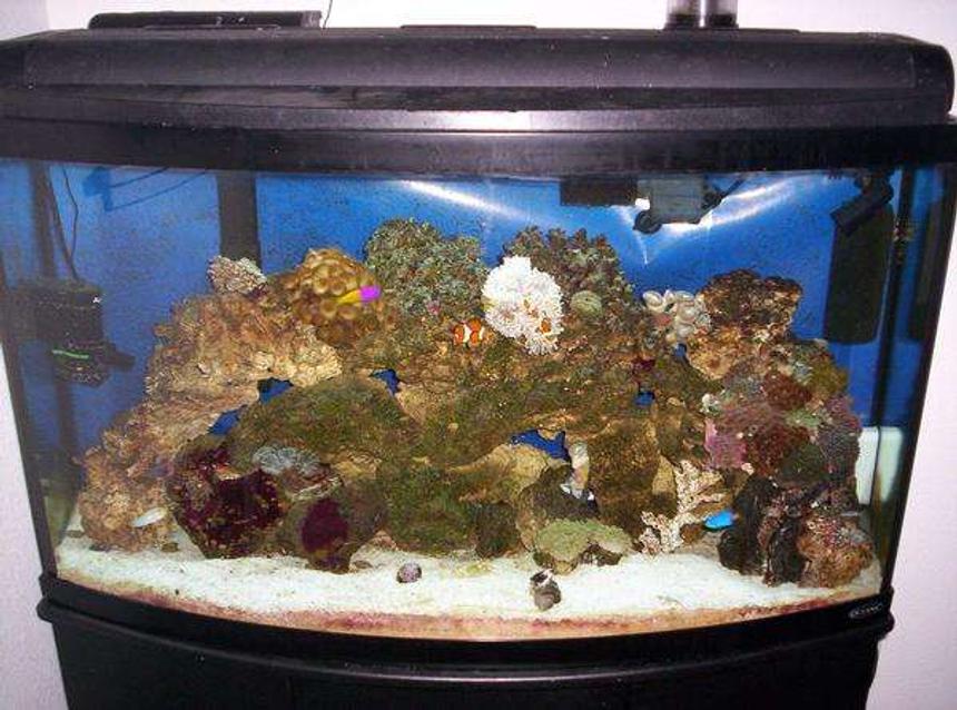 Rated #161: 46 Gallons Reef Tank - 46g Bowfront Reef