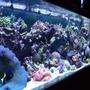 180 gallons reef tank (mostly live coral and fish) - The only full tank shot I could get was from an angle but it makes for a neat picture.