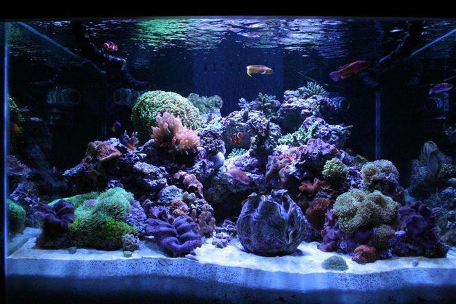 140 gallons reef tank (mostly live coral and fish) - 140 Gal. Mixed Reef
