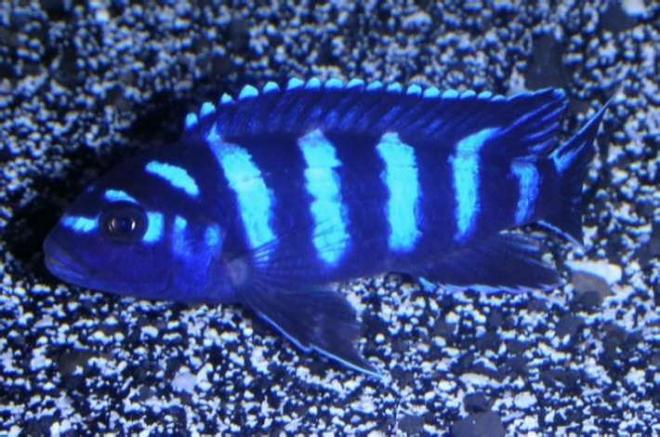 freshwater fish - pseudotropheus demasoni - demasoni cichlid stocking in 180 gallons tank - Pseudotropheus demasoni, a type of african cichlid which originates from Lake Malawi. Typically small in size (3") but large in aggression (especially towards others of the same species).