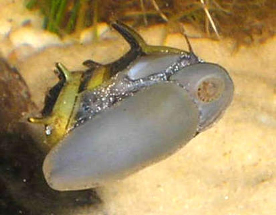 corals inverts - pusiostoma sp. - bumble bee snail stocking in 12 gallons tank - Bumble Bee Nerite Snail eating algae