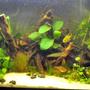 12 gallons planted tank (mostly live plants and fish) - my tank on 12 october 2006
