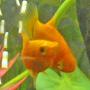 freshwater fish - xiphophorus maculatus - assorted platy stocking in 12 gallons tank - Platy Cuddles