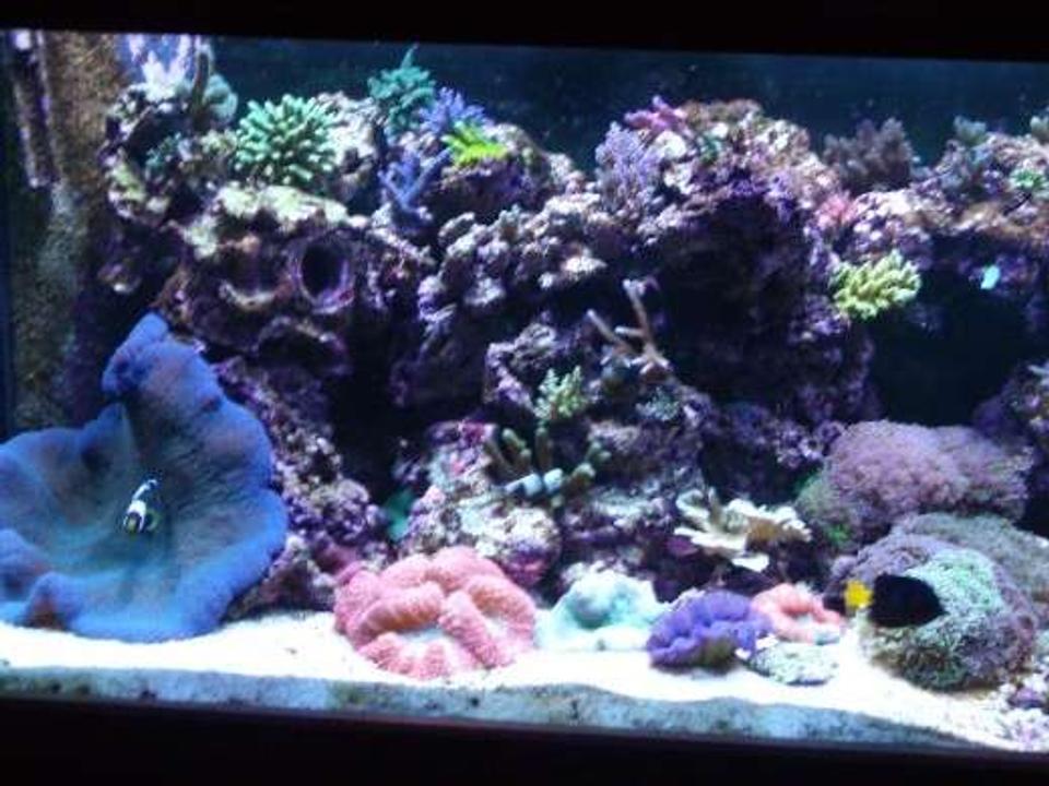 corals inverts - actinodiscus sp. - blue mushroom stocking in 180 gallons tank - left side