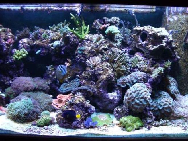 corals inverts stocking in 180 gallons tank - right side