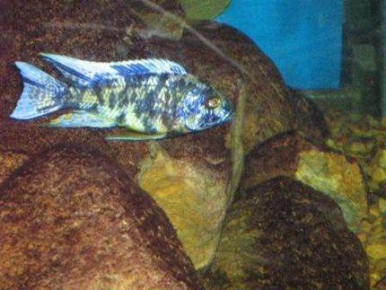 freshwater fish - aulonocara nyassae var. - peacock cichlid, orange blossom stocking in 120 gallons tank - orang bloch peacock