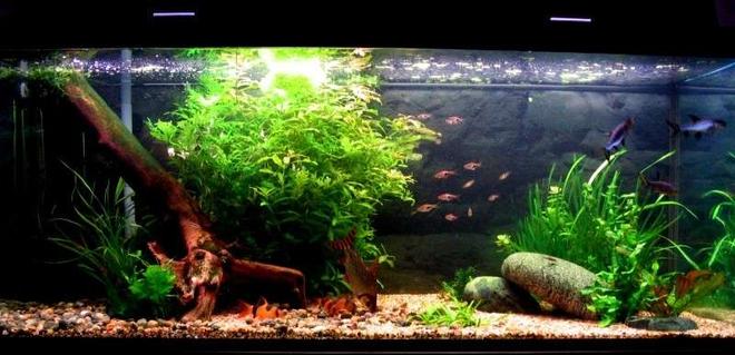 75 gallons planted tank (mostly live plants and fish) - 75 Gallon tank with Murphy and friends eating.