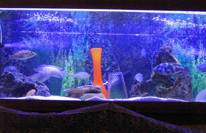 4 gallons freshwater fish tank (mostly fish and non-living decorations) - African cichlid tank, drilled, trickle filter, two lamps