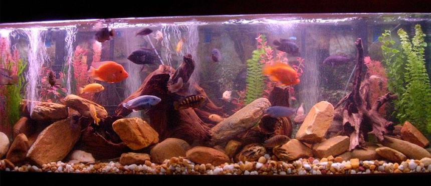 Rated #83: 125 Gallons Freshwater Fish Tank - Lots of fish having a great day