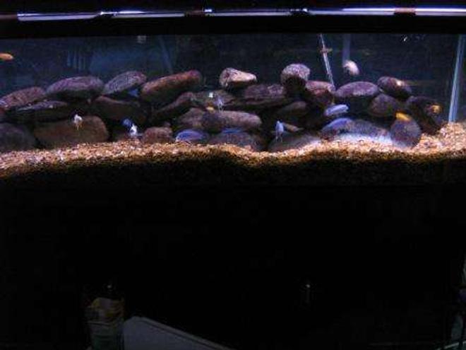 120 gallons freshwater fish tank (mostly fish and non-living decorations) - 125 gallon tank with 2 ice blues, 1 albino ice blue, 4 red zebras,1 likoma elongatus, 2 ob fuelleborni, 2 socolofi, 2 kenei, 2 colbalt zebra and many more.